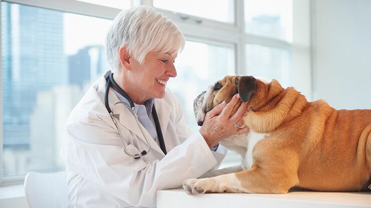 animal-health_segment_stockphoto-noid-injection.png